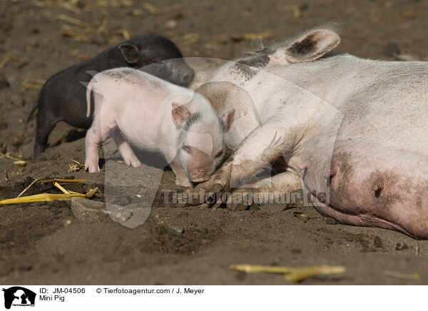 Minischwein / Mini Pig / JM-04506