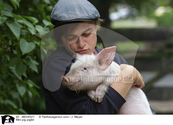 Minischwein Ferkel / Mini pig piglet / JM-04521