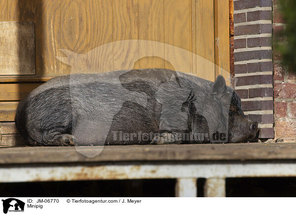 Minischwein / Minipig / JM-06770