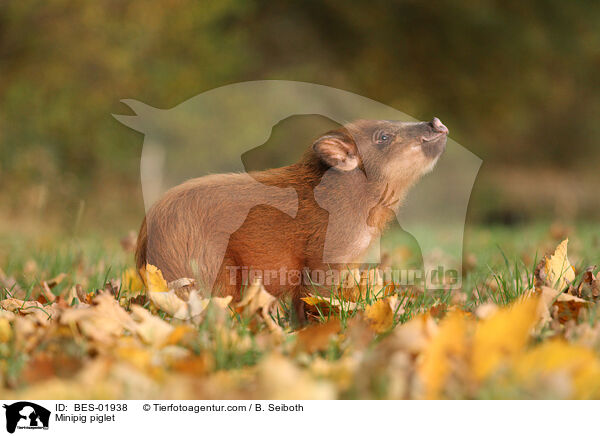 Minipig piglet / BES-01938
