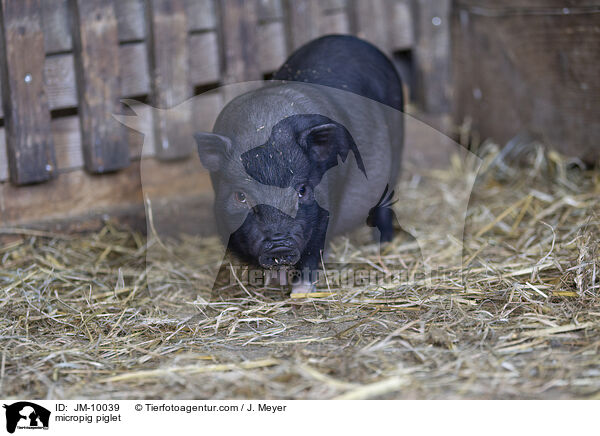 Minischwein Ferkel / micropig piglet / JM-10039