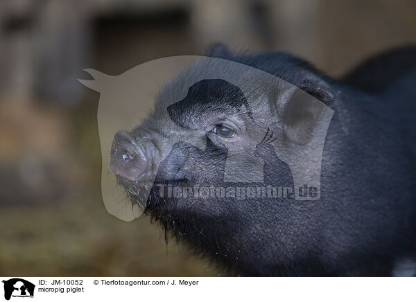 Minischwein Ferkel / micropig piglet / JM-10052