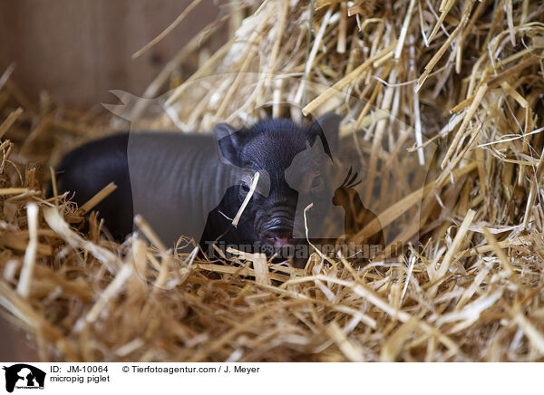 Minischwein Ferkel / micropig piglet / JM-10064