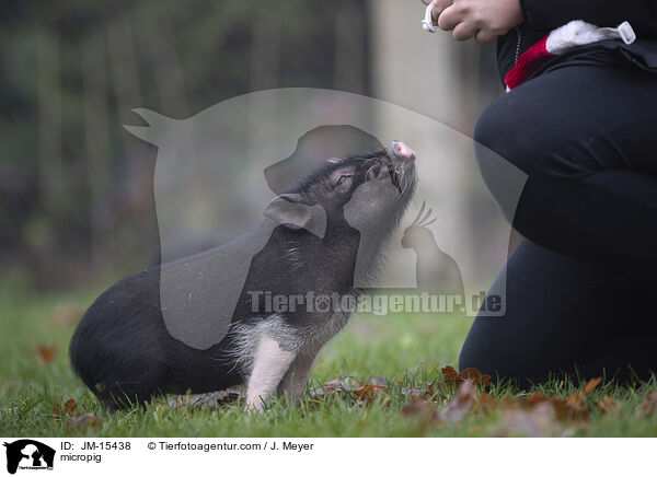 Minischwein / micropig / JM-15438