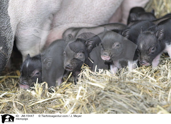 Minischweine / micropigs / JM-15447