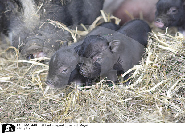 Minischweine / micropigs / JM-15449