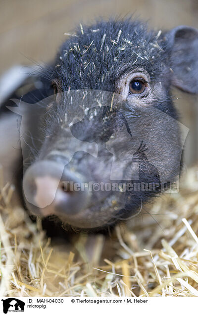 Minischwein / micropig / MAH-04030