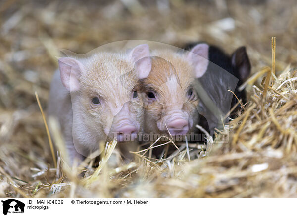 Minischweine / micropigs / MAH-04039
