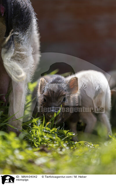 Minischweine / micropigs / MAH-04042