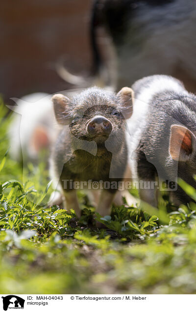 Minischweine / micropigs / MAH-04043