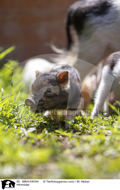 micropigs / MAH-04044