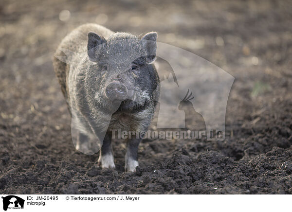 Minischwein / micropig / JM-20495
