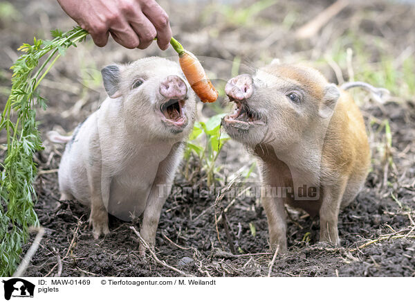Ferkel / piglets / MAW-01469