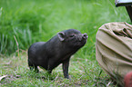 young miniature pig