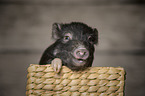 young micropig