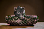 young micropig
