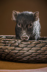 young micropig