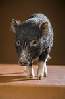 young micropig