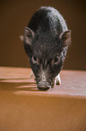 young micropig