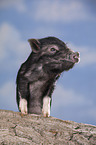 young micropig