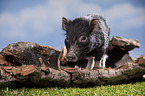 young micropig