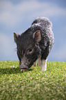 young micropig