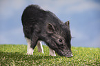 young micropig