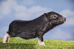 young micropig