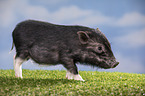 young micropig