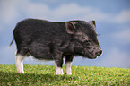 young micropig