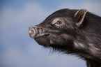 young micropig