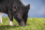 young micropig