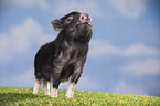 young micropig