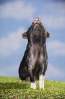 young micropig