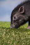 young micropig
