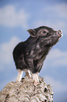 young micropig