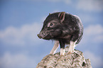 young micropig