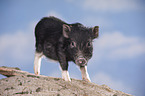 young micropig