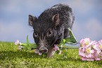 young micropig