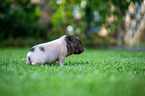 sitting Mini Pig