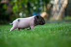 running Mini Pig