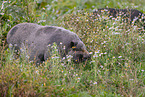 micropig