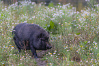 micropig