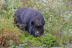 micropig