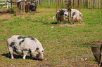 micropigs