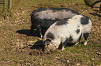 micropigs