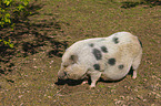 micropig