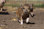 Mini pig piglet