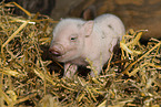 Mini pig piglet