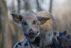 Mini Pig